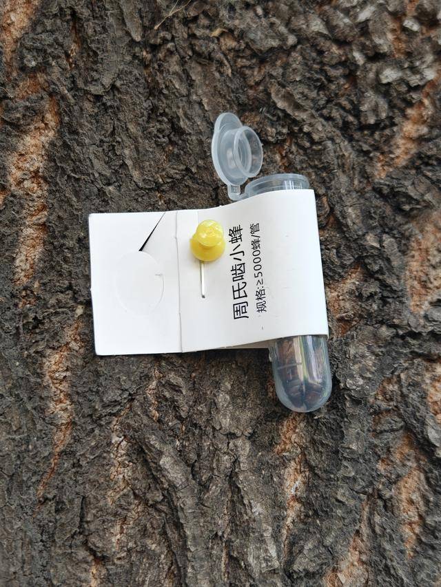以蟲治蟲護(hù)綠 生物防治顯效:生物防治